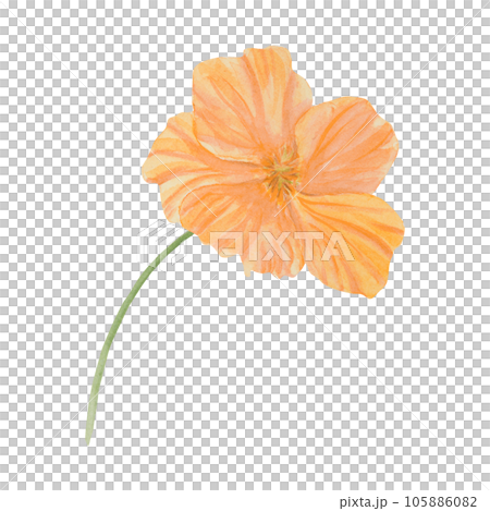 Orange Nasturtium watercolor illustration. Hand drawn botanical painting, floral sketch. Colorful flower clipart for summer or autumn design of wedding invitation, prints, sublimation, textile 105886082