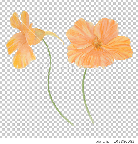 Orange Nasturtium watercolor illustration. Hand drawn botanical painting, floral sketch. Colorful flower clipart for summer or autumn design of wedding invitation, prints, sublimation, textile 105886083