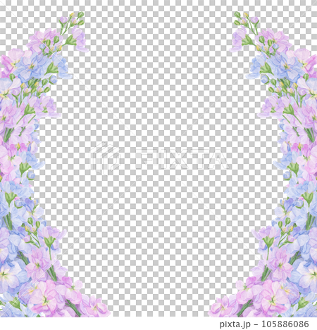 Watercolor botanical colourful frame of preety garden flowers: blue and lilac gillyflower and pink lathyrus. Good for wedding print products, paper, invitations, greetings, fabric, posters 105886086