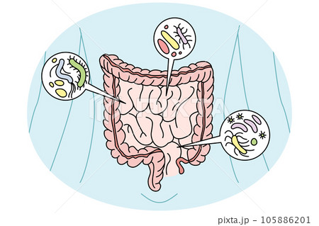 Person digestive tract with bacteria 105886201