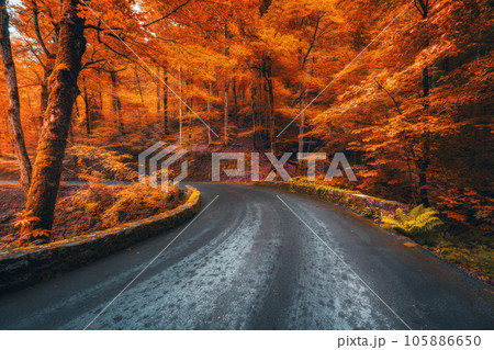 Road in beautiful red forest at sunrise in autumn 105886650