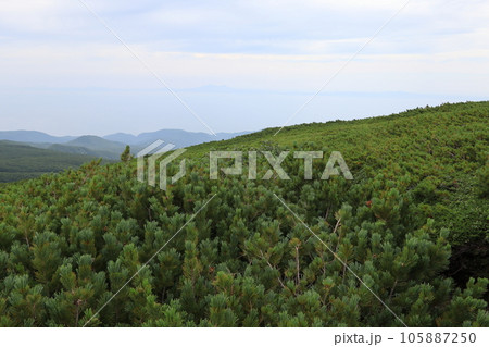 羅臼平のハイマツ 羅臼平のハイマツ 105887250