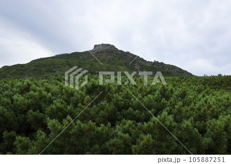 羅臼平のハイマツ 羅臼平のハイマツ 105887251