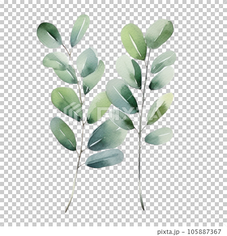 Watercolor eucalyptus branch isolated 105887367