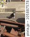 街中の猫 105887578