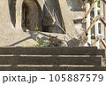 街中の猫 105887579