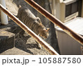 街中の猫 105887580