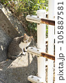 街中の猫 105887581