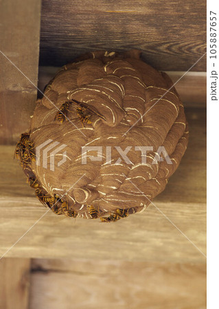 軒下に作られたスズメバチの巣 105887657