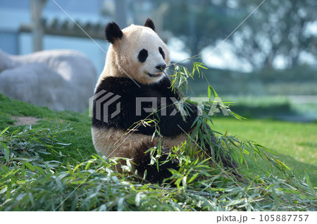 おいしそうに竹を食べる陽浜 105887757