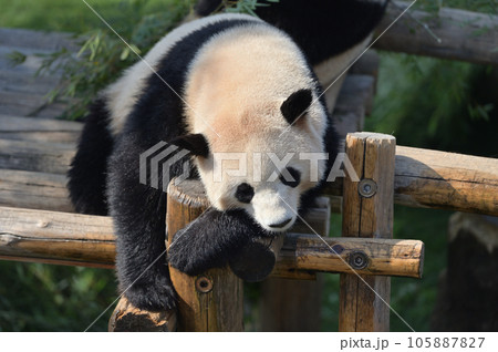 遊具の上でくつろぐ陽浜 105887827