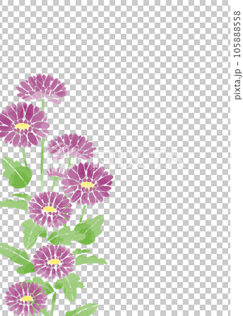 紫菊花水彩風格插畫 105888558