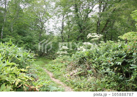 群馬県奥利根水源の森清流 105888787