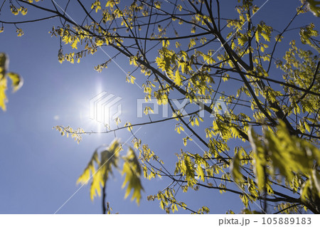 young oak foliage and flowers in the spring season young oak foliage and flowers in the spring season 105889183