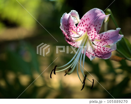 8月に咲いた鹿の子百合(カノコユリ) 8月に咲いた鹿の子百合(カノコユリ) 105889270
