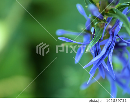8月に咲いた青いサワギキョウの花 8月に咲いた青いサワギキョウの花 105889731
