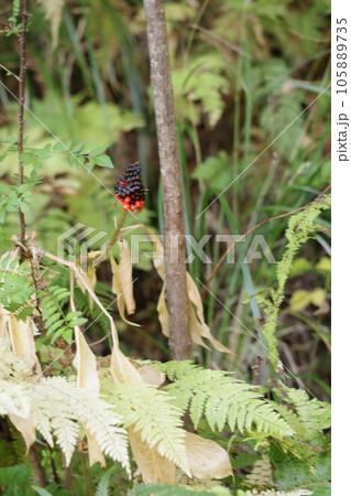 マムシグサの実 マムシグサの実 105889735