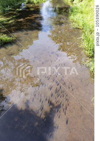 忍野八海　撮影日2022年6月 105890026