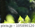 蜘蛛の巣　濃い緑の背景 105890120
