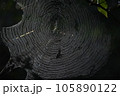 蜘蛛の巣と蜘蛛　クロースアップ 105890122