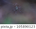 緑色の蜘蛛 105890123