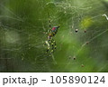 蜘蛛を中央にアップ画像　緑背景 105890124