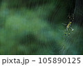 蜘蛛の巣　蜘蛛右に大きく　背景緑 105890125