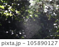逆光の蜘蛛の巣　やや引き気味 105890127