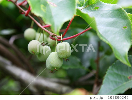 サルナシ(コクワ)の青い実 サルナシ(コクワ)の青い実 105890243