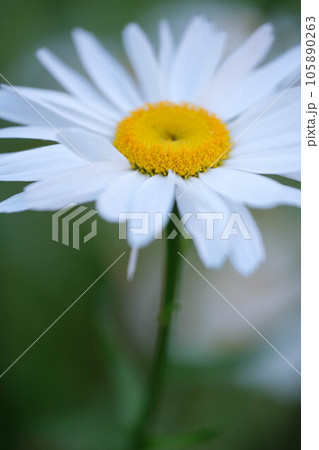 りんごのような甘い香りでハーブティーでもはじみのあるカモミール。春から初夏にかけて楽しめる りんごのような甘い香りでハーブティーでもはじみのあるカモミール。春から初夏にかけて楽しめる 105890263