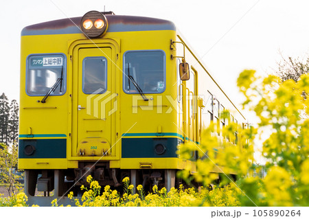 「千葉県」いすみ鉄道　菜の花畑を走る車両 105890264