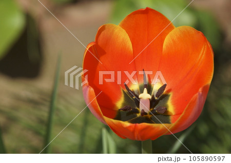 チュウリップ 105890597
