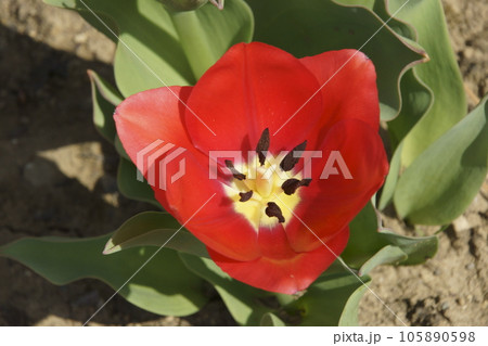 チュウリップ 105890598