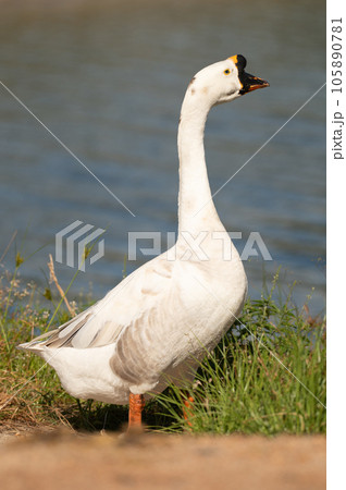 Selective focus on white goose.white goose is standing. Selective focus on white goose.white goose is standing. 105890781