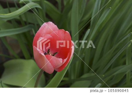 チュウリップ 105890845