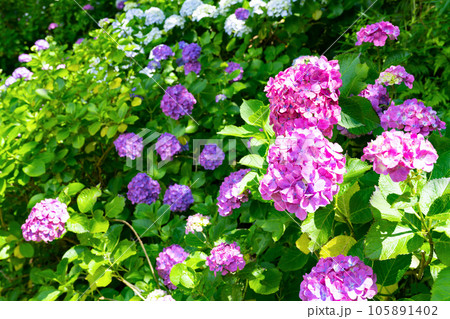 静岡県下田市　下田公園のあじさい 105891402