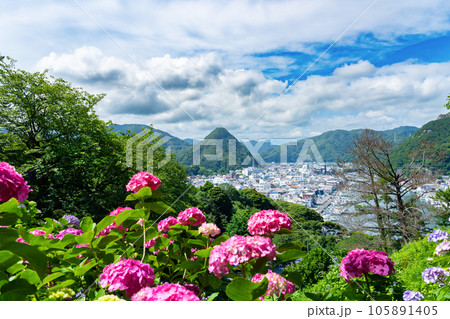 静岡県下田市　下田公園のあじさい 105891405
