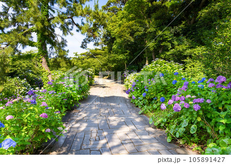 静岡県下田市　下田公園のあじさい 105891427