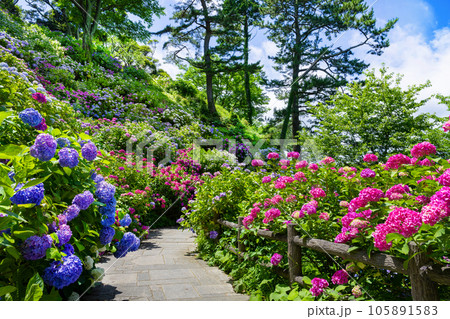 静岡県下田市　下田公園のあじさい 105891583
