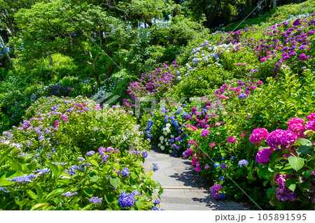 静岡県下田市　下田公園のあじさい 105891595