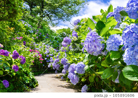 静岡県下田市　下田公園のあじさい 105891606