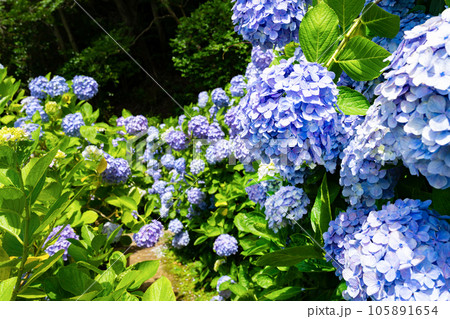 静岡県下田市　下田公園のあじさい 105891654