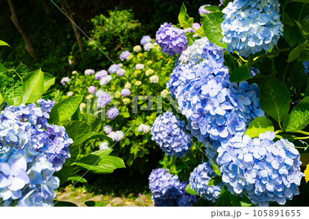 静岡県下田市　下田公園のあじさい 105891655
