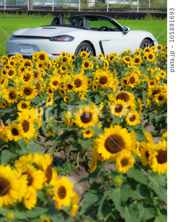ひまわり畑と白いオープンカー(ポルシェ718ボクスター) ひまわり畑と白いオープンカー(ポルシェ718ボクスター) 105891693