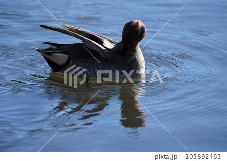 鴨 105892463