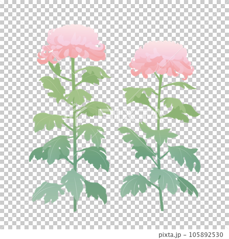 ピンクの大菊のイラスト 105892530