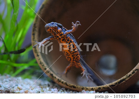 アカハライモリ 105892703