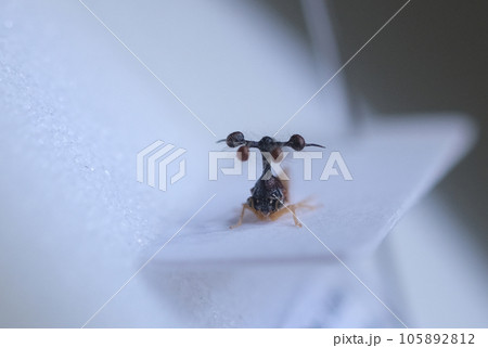 ヨツコブツノゼミ 105892812