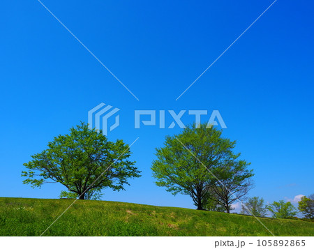 夏雲と丘 105892865