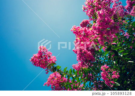 快晴の青空と夏の陽射しに映えるサルスベリの花 b-4 暖色寒色強調 快晴の青空と夏の陽射しに映えるサルスベリの花 b-4 暖色寒色強調 105893128